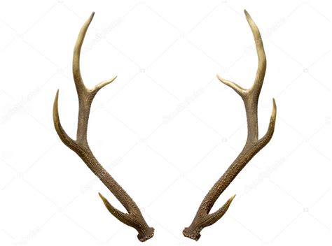 A pair of deer antlers Stock Photo by ©taimenfree 105184030