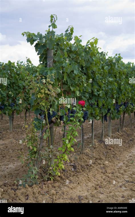 Grape vineyard near Montepulciano Italy Stock Photo - Alamy