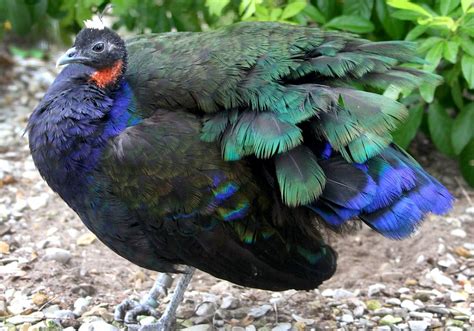 Male Congo Peafowl, Peacock (Afropavo congensis) | Peafowl, Peacock ...