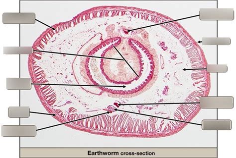 Earthworm Cross-Section Diagram | Quizlet