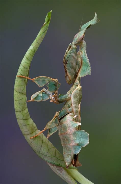 9 Types of Praying Mantis | Praying mantis, Insects, Beautiful bugs