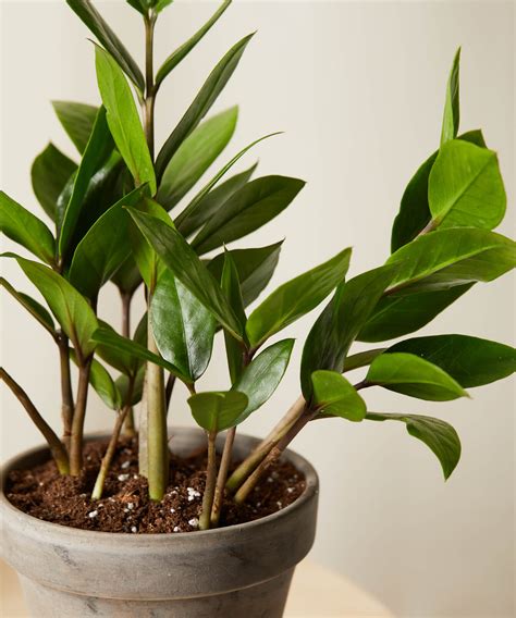 ZZ Plant 101: How to Care for ZZ Plants | Bloomscape