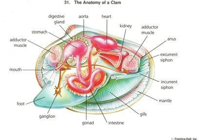 Mollusca (Mollusks) - Zoology