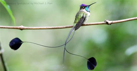 What is the mating ritual of the marvelous spatuletail? - Hummingbird101