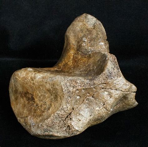 Woolly Rhinoceros Ankle Bone - Late Pleistocene (#3452) For Sale ...