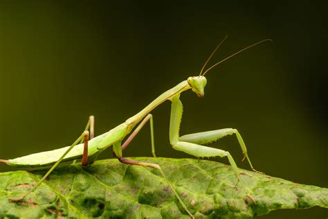 15 Praying Mantis Species to Keep as Pets (Ranked By Difficulty)