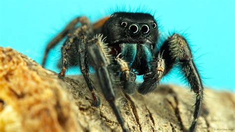 Phidippus princeps jumping spider | Adult male Phidippus pri… | Flickr