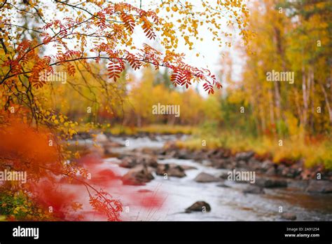 Autumn forest at river Stock Photo - Alamy