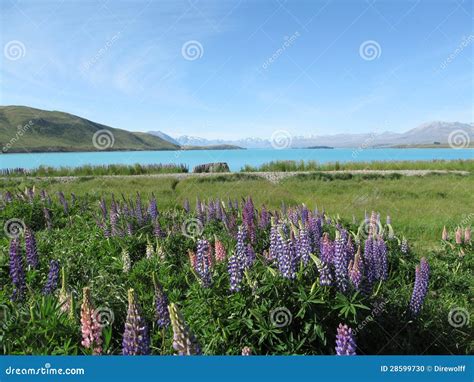 Lupins at Lake Tekapo stock photo. Image of mountains - 28599730