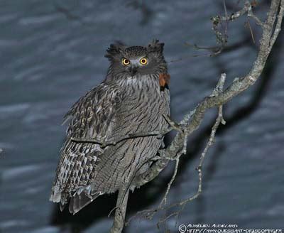 Blakiston's Fish-Owl