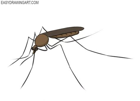 How to Draw a Mosquito - Easy Drawing Art