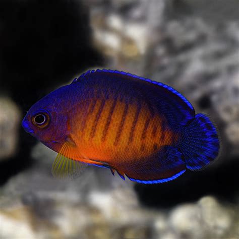 Coral Beauty Angelfish: Saltwater Aquarium Fish for Marine Aquariums ...