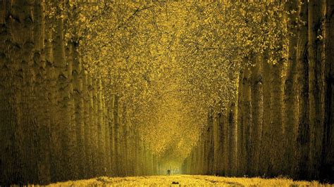 🔥 [71+] Fall Trees Wallpapers | WallpaperSafari