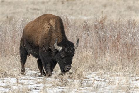 American Bison Grazing on the Prairie in Winter Stock Photo - Image of ...