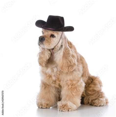 dog wearing cowboy hat - Buy this stock photo and explore similar ...