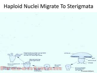 (Mushroom) Mucor life Cycle, | PPT