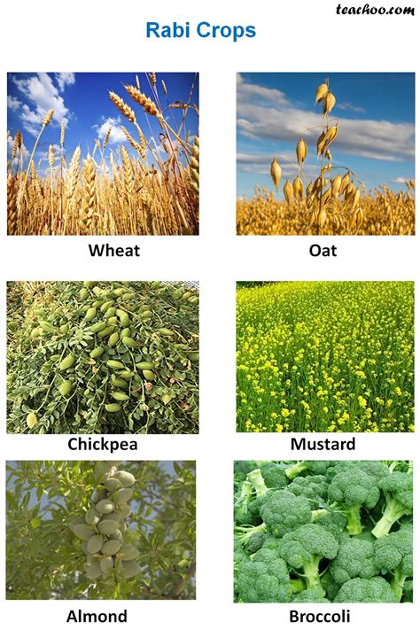 Rusty's Bio-zone: CROP PRODUCTION AND MANAGEMENT