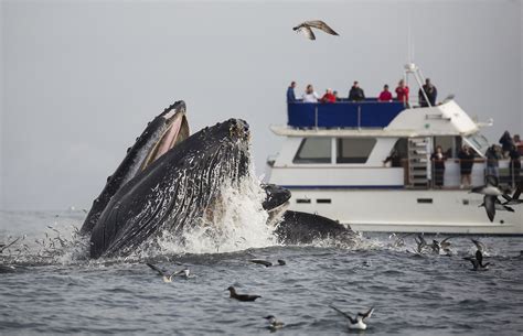 California Whale Watching: Tips to See Them, When to Go