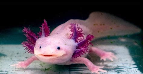 How Big Do Axolotls Get? - A-Z Animals