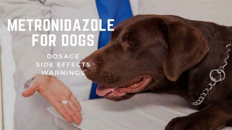 Metronidazole For Dogs: Dosage, Side Effects & Warnings