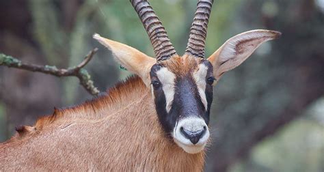 Roan Antelope – WildLife Partners, LLC