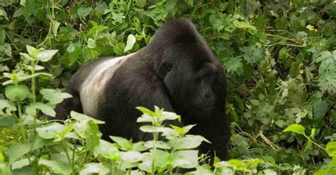 Silverback Gorilla Behavior - AnimalBehaviorCorner