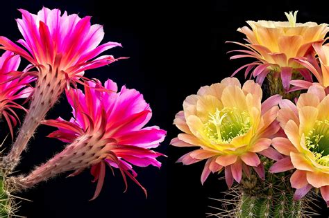 Facts About Cactus Flowers | Best Flower Site