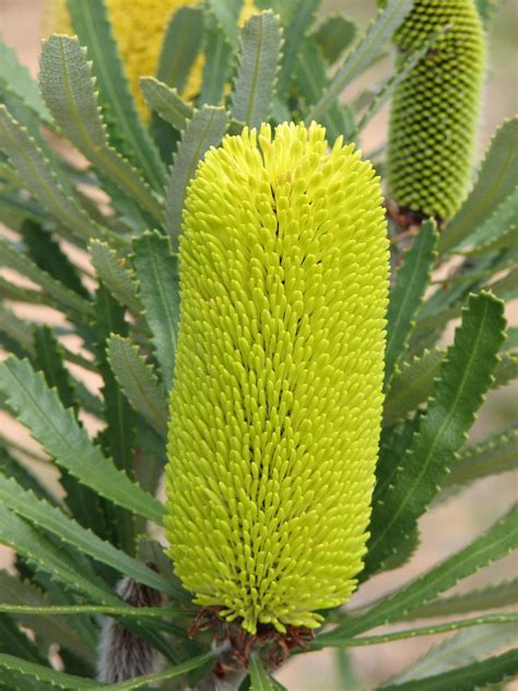 Planting Banksias - Mallee Native Plants