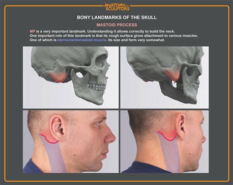 Anatomy For Sculptors - Mastoid process