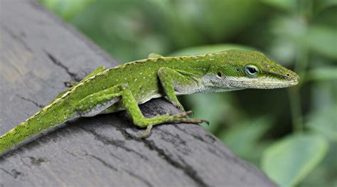 Green Anole Lizard (Anolis carolinensis) on railing in Hilo, Hawaii. HD ...