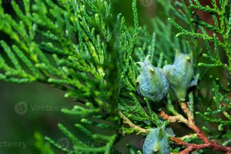 Small green cones of the thuja tree. Evergreens. 4277529 Stock Photo at ...