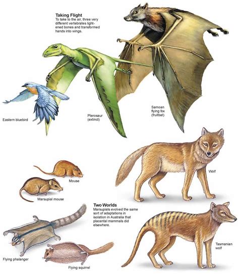 Convergent Evolution Marsupials And Placental Mammals