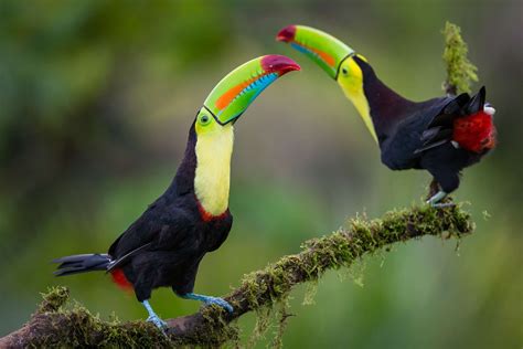 15 Birds With Unbelievable Beaks in 2023 | Keel billed toucan, Toucans ...