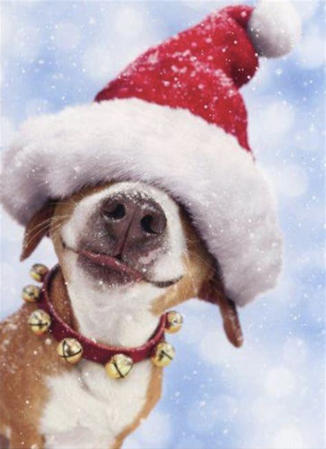 Pin by Doms Sis on CHRISTMAS | Christmas dog, Christmas animals, Pets