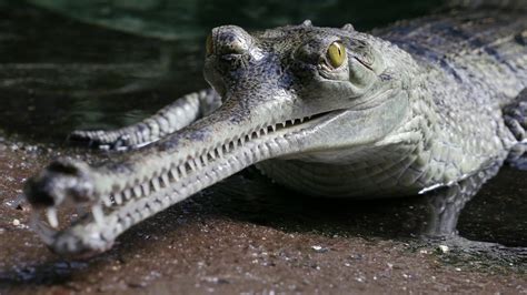 Gharial (Gavial) Facts, Habitat, Diet, Life Cycle, Baby, Pictures