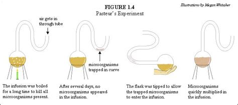 Louis Pasteur Experiment: Refute Spontaneous Generation - Pasteur Brewing