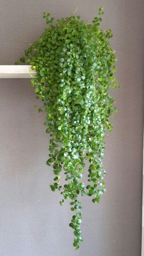 Hanging Plants Indoor, House Plants Indoor, Hanging Garden, Outdoor ...