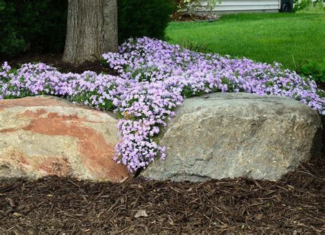 Creeping Phlox: Few ground covers ever look as beautiful as creeping ...