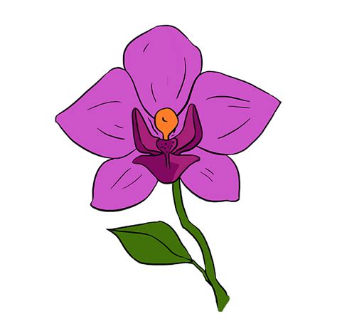 How to Draw a Beautiful Orchid - Really Easy Drawing Tutorial