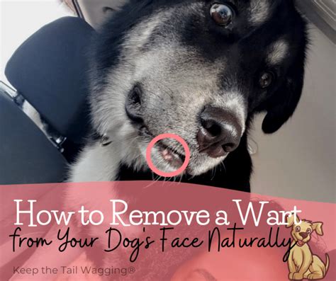 How to Remove a Wart from Your Dog’s Face Naturally | Dog warts, Dog ...