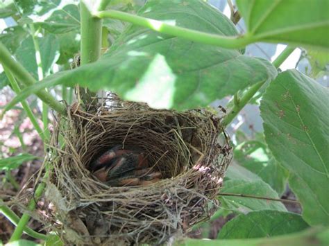 Julie Zickefoose on Blogspot: Indigo Bunting Nest, Part 3