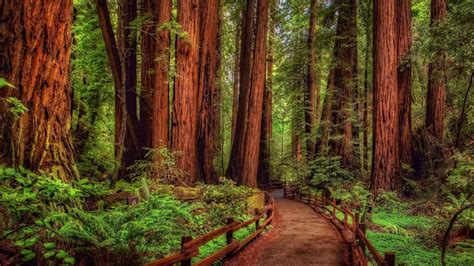 Top 999+ Redwood Forest Wallpaper Full HD, 4K Free to Use