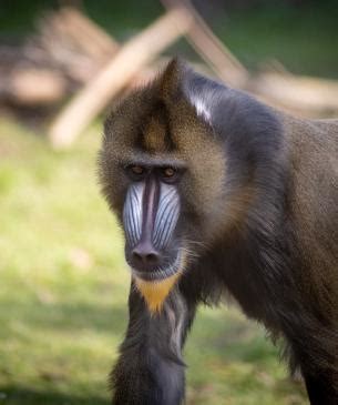 Mandrill | Columbus Zoo and Aquarium