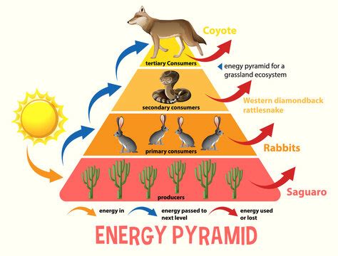 Temperate Deciduous Forest Energy Pyramid