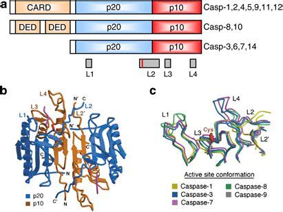 Caspase(1,2,3,4,6,8,9) Assay Kit- Simple and convenient, to boost your ...