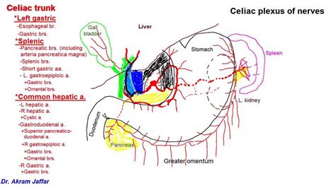 Anatomy of celiac trunk - YouTube