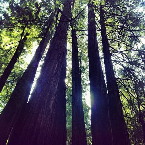 Muir Woods on Exposure | Muir beach, Muir woods, Muir