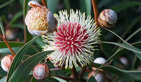 Wildflowers of Western Australia - Hakea Laurina