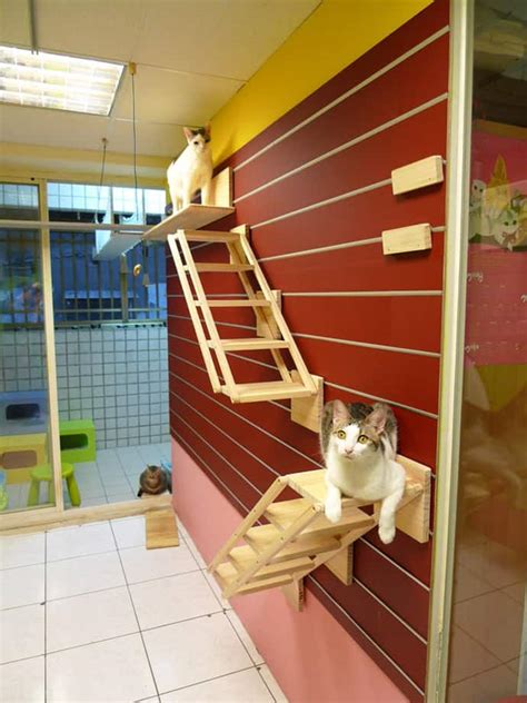 Catswall- A Modular Cat Climbing Wall Perfect for You Pet