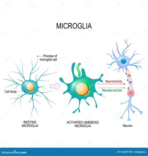 Cells Of Humans Brain Neuron And Glial Cells Microglia